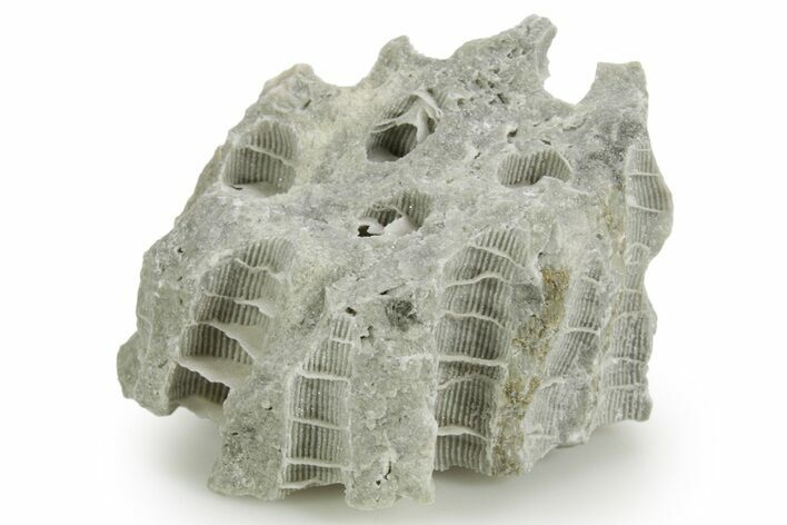 Silurian Dolostone w/ Sparkling Fossil Coral (Fletcheria) - Ohio #362636